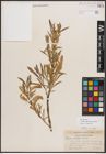 Foto von Salix exigua subsp. interior (Rowlee) Cronquist